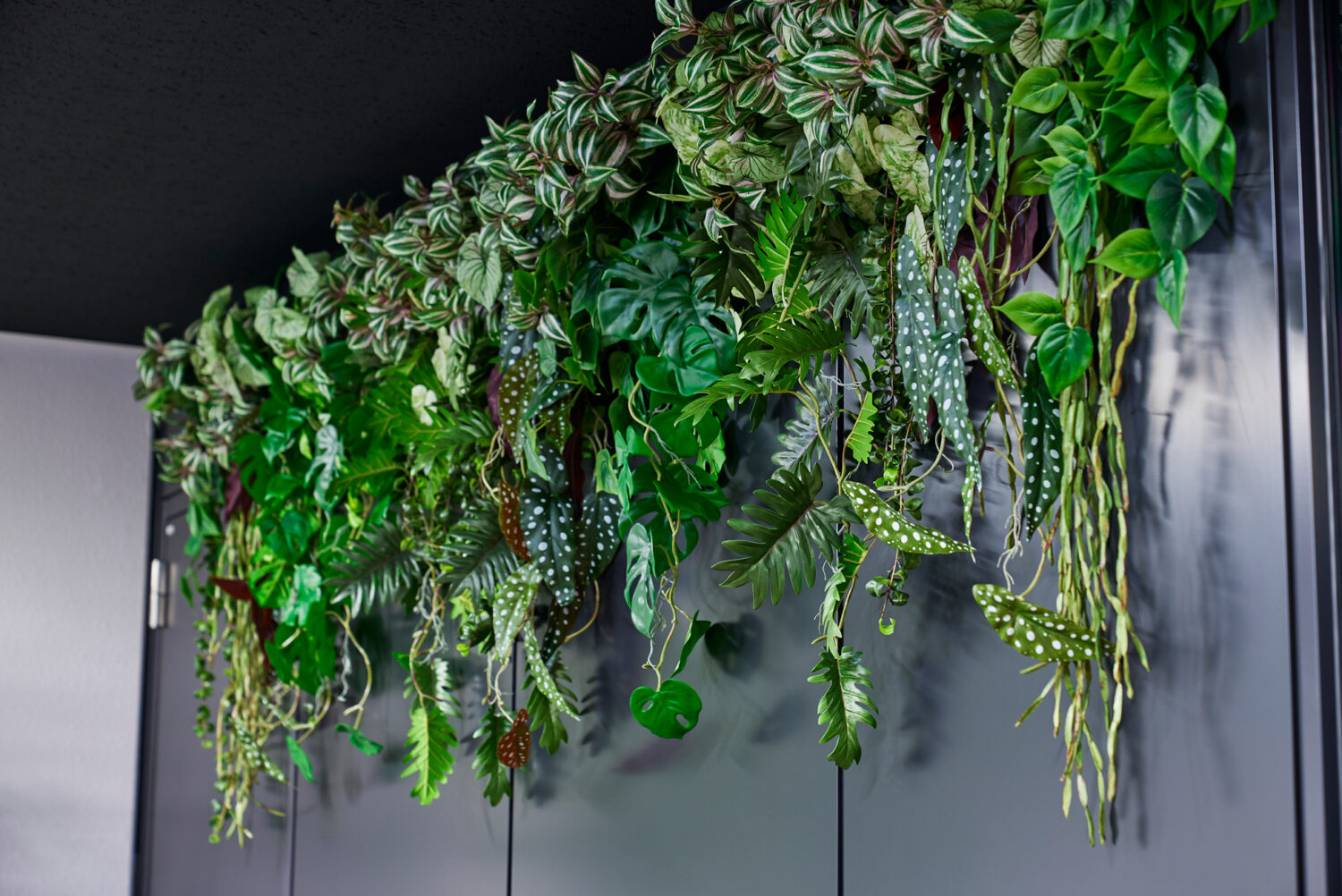 天井から吊るすエアリーなハンギングポトス