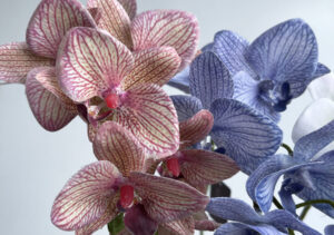 プリント着色のアーティフィシャルフラワー