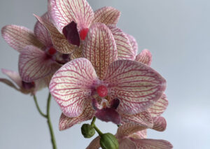 プリント着色のアーティフィシャルフラワー