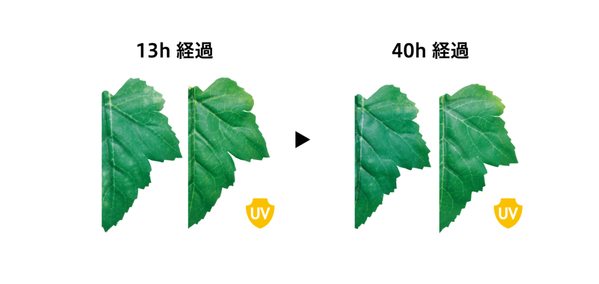 UVカット加工の造花グリーンの比較