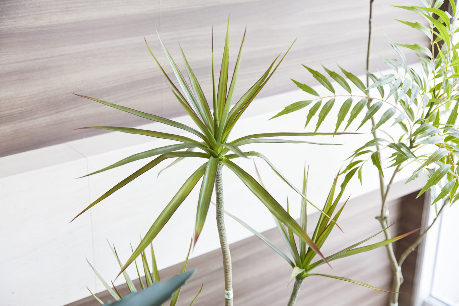 造花ドラセナのアップ（A-51137）