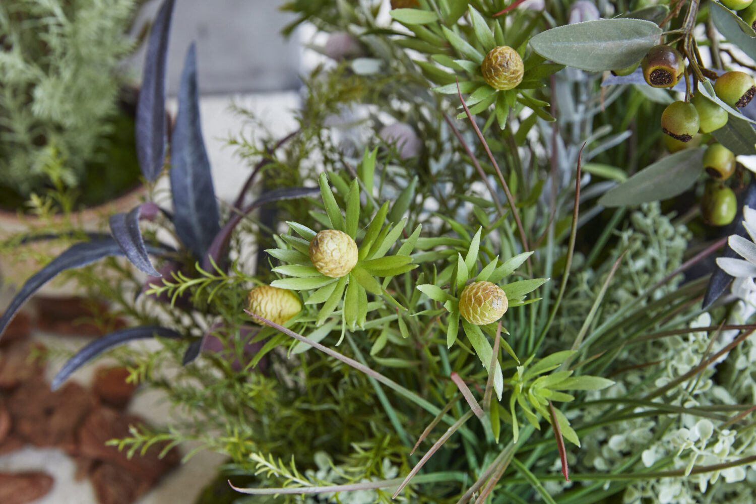 今注目のネイティブボタニカル｜Aussieグリーンで叶える洗練空間