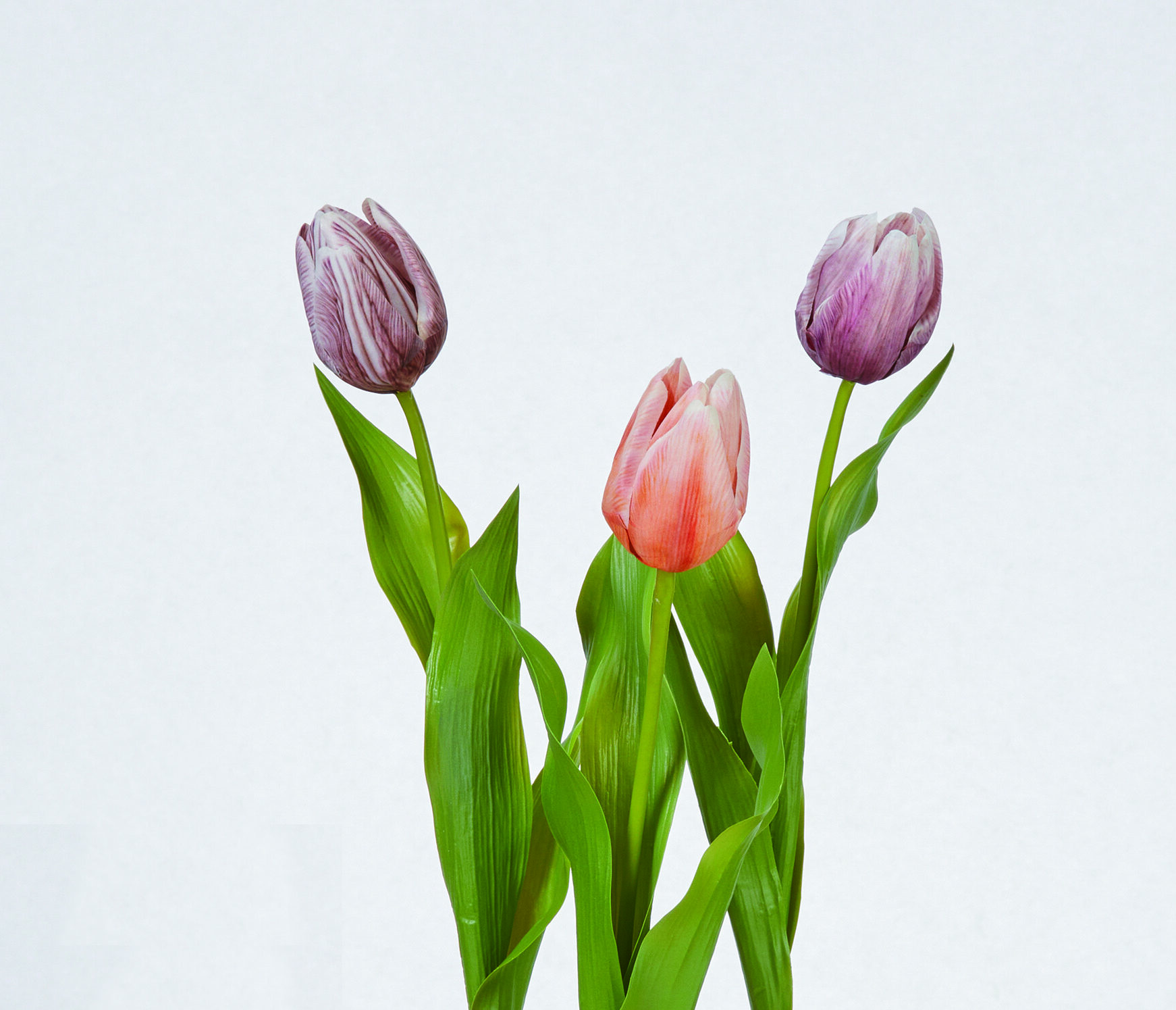 花弁を彩る新提案｜ニュアンスカラーのチューリップ