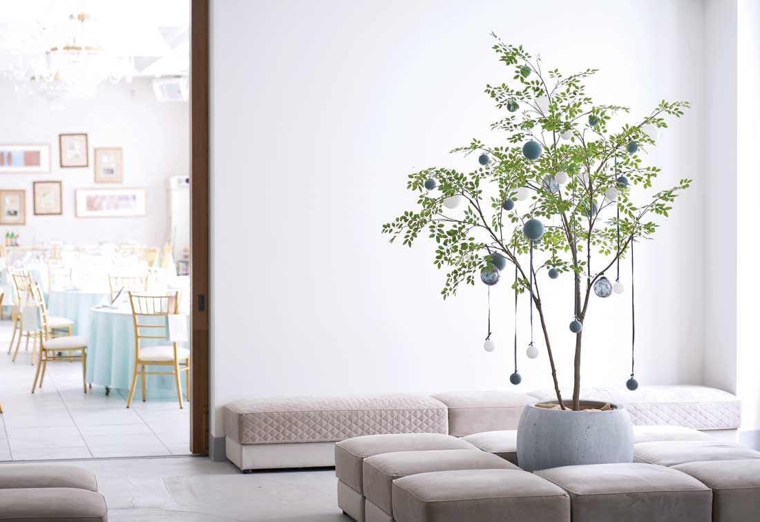空間に抜け感をつくる観葉植物｜エバーフレッシュ＆アーモンドツリー